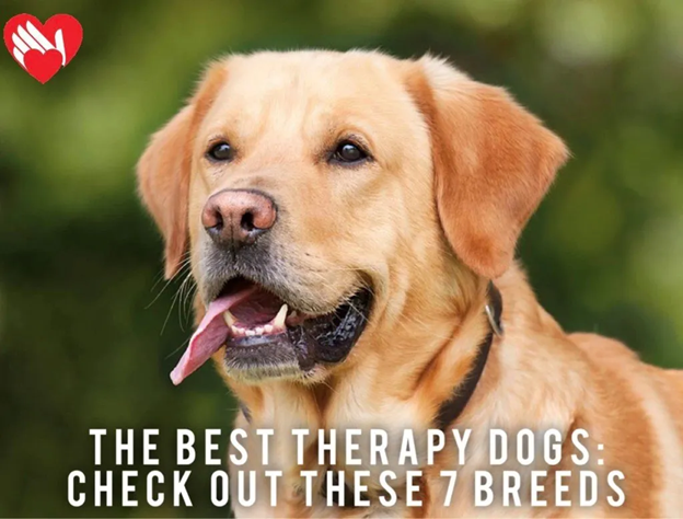 Good dog breeds store for therapy dogs